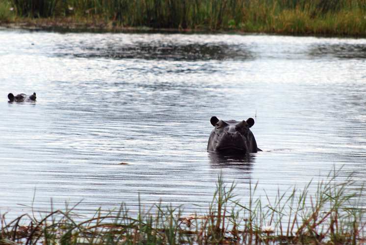 botswana 606.jpg