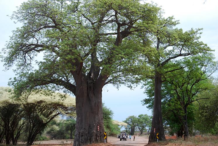 botswana 804.jpg