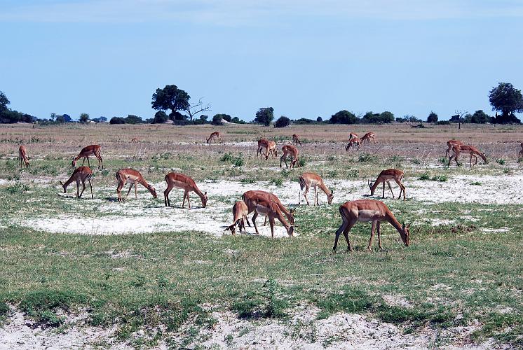 botswana 1066.jpg