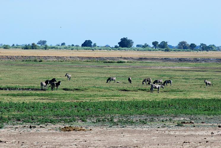 botswana 1190.jpg