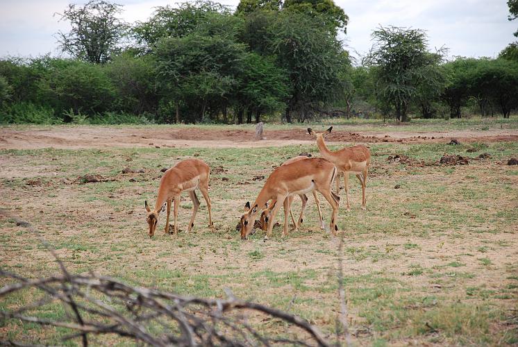 botswana 076.jpg