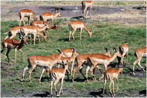 Un gruppo di impala