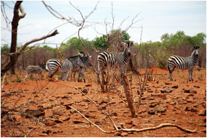 Un gruppo di zebre