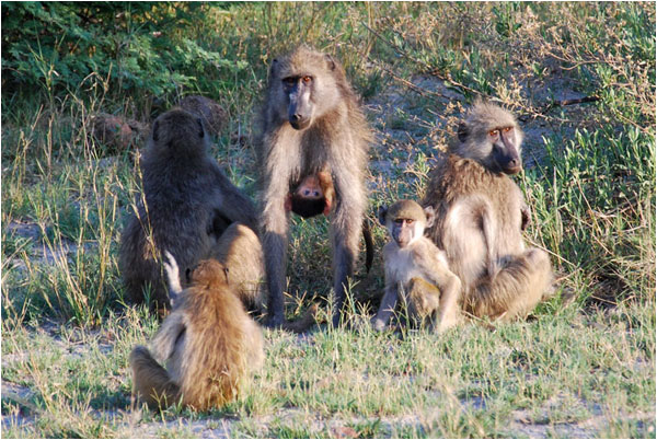 Una famiglia di Babbuini