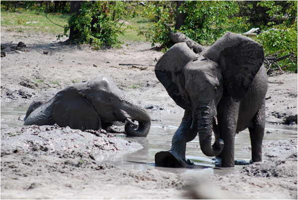 In Africa gli elefanti giocano così