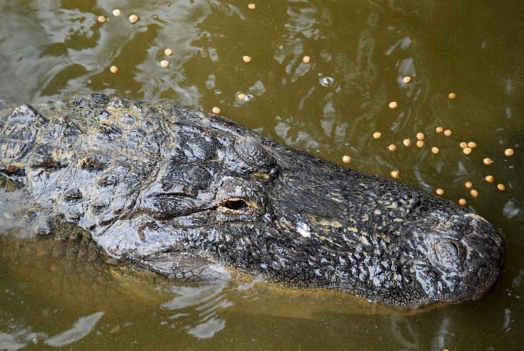 Florida - Billie Swamp Safari on the Big Cypress Seminole Indian Reservation