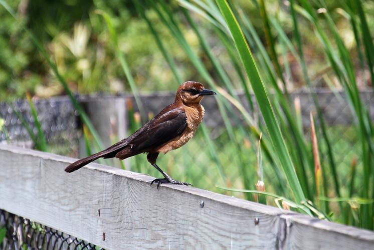 Florida - Billie Swamp Safari on the Big Cypress Seminole Indian Reservation