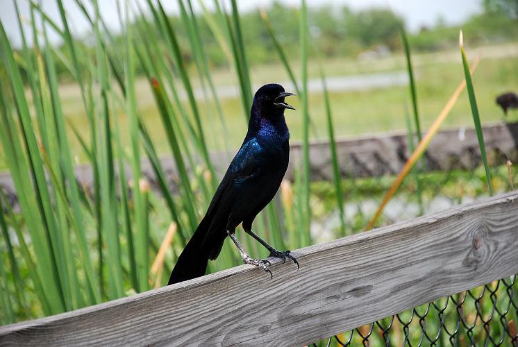 Florida - Billie Swamp Safari on the Big Cypress Seminole Indian Reservation