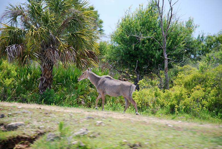 Florida - Billie Swamp Safari on the Big Cypress Seminole Indian Reservation