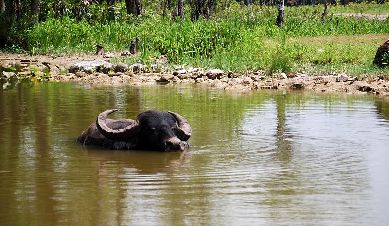 Florida - Billie Swamp Safari on the Big Cypress Seminole Indian Reservation