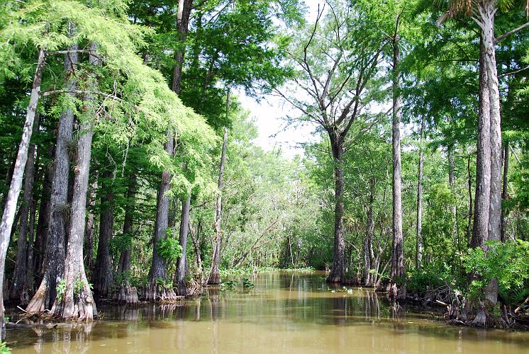 Florida - Billie Swamp Safari on the Big Cypress Seminole Indian Reservation