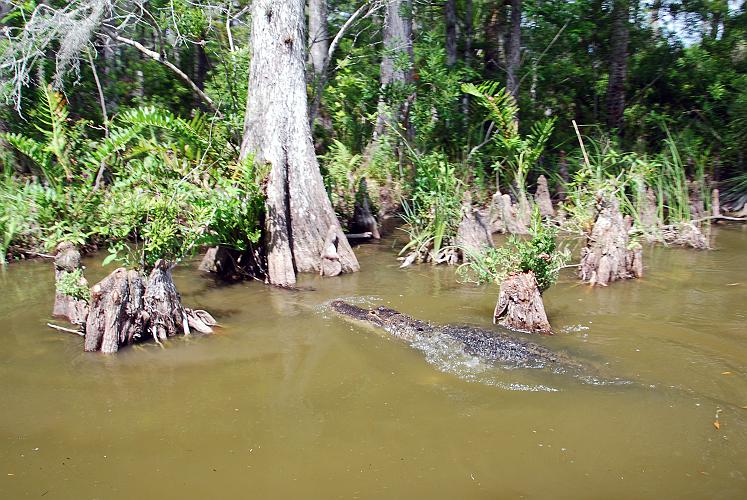 FFlorida - Billie Swamp Safari on the Big Cypress Seminole Indian Reservation