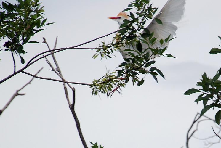 Florida - Billie Swamp Safari on the Big Cypress Seminole Indian Reservation