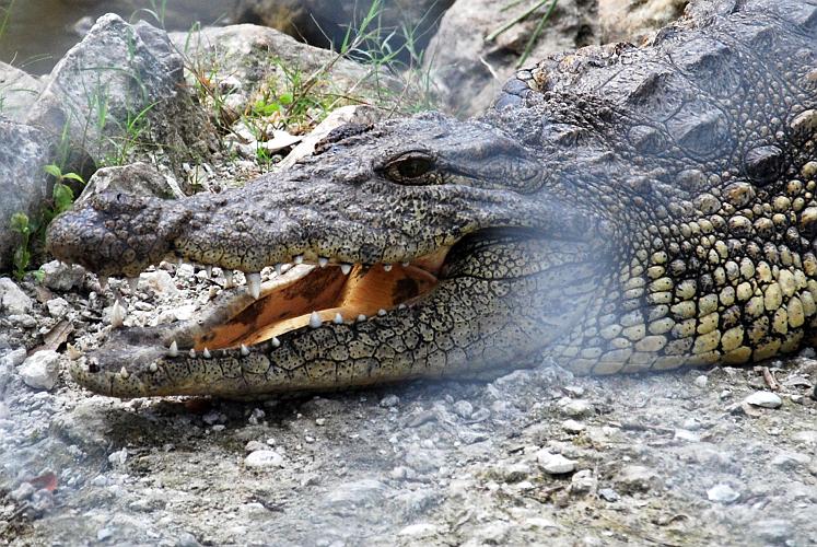 Florida - Billie Swamp Safari on the Big Cypress Seminole Indian Reservation