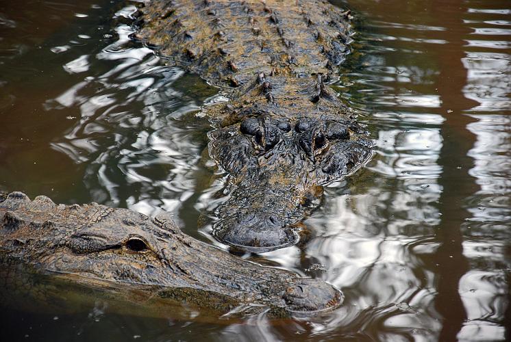 Florida - Billie Swamp Safari on the Big Cypress Seminole Indian Reservation