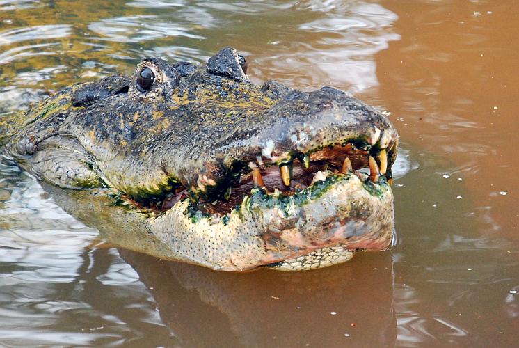 Florida - Billie Swamp Safari on the Big Cypress Seminole Indian Reservation