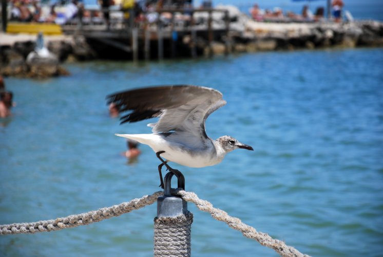 Florida - Isla Morada