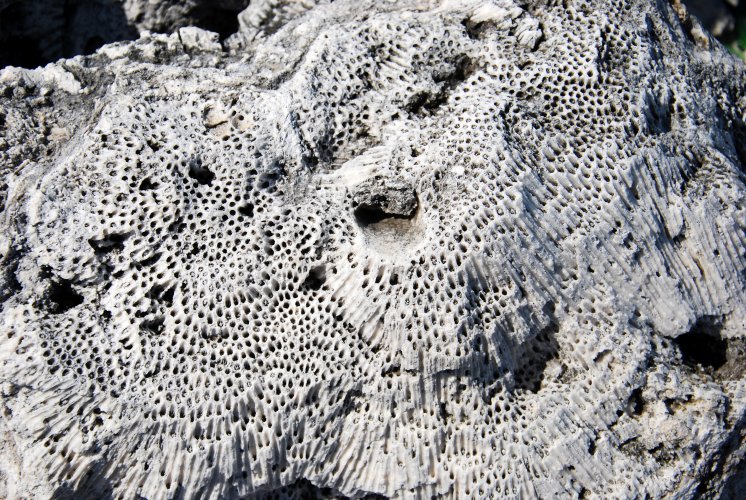 Florida - Isole Key, vecchi coralli