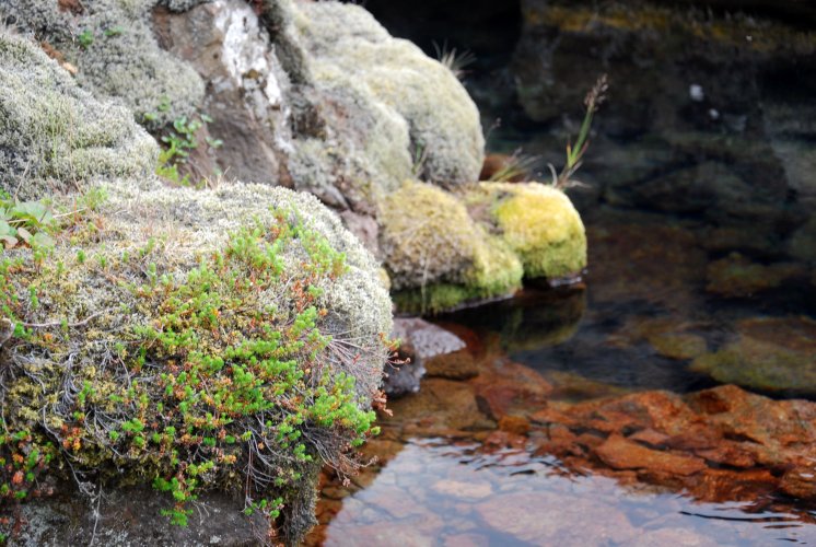 Islanda_pingvellir_0766.JPG