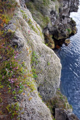 Islanda_pingvellir_0769.JPG